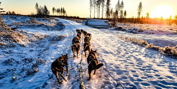 Quels sont les meilleurs circuits pour une expédition en chiens de traîneau en Laponie finlandaise?